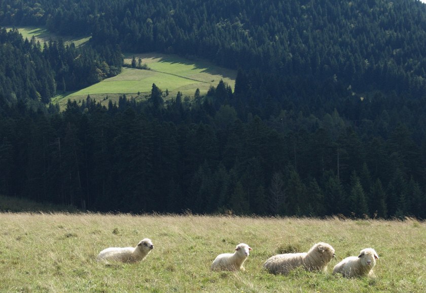 Owce na tle gór